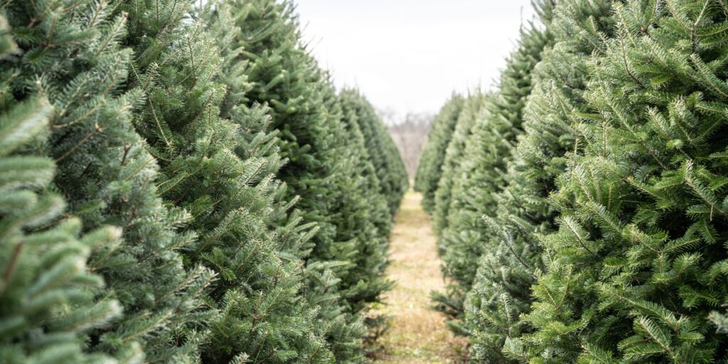 Come scegliere l'albero di Natale naturale giusto?