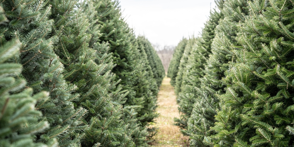 Come scegliere l'albero di Natale naturale giusto?