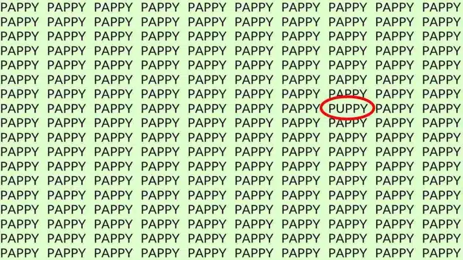 Test di osservazione: Se hai un occhio d'aquila, trova la parola Cucciolo in Pappy entro 12 secondi.