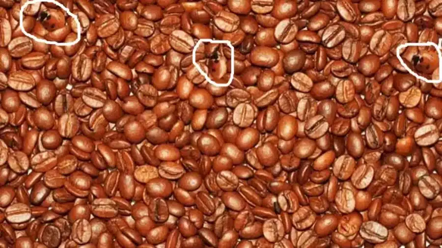 Test cerebrale sull'illusione ottica: Riesci a individuare la coccinella che si nasconde tra questi chicchi di caffè in 10 secondi? Test di illusione ottica del cervello: Riesci a individuare la coccinella che si nasconde tra questi chicchi di caffè in 10 secondi?