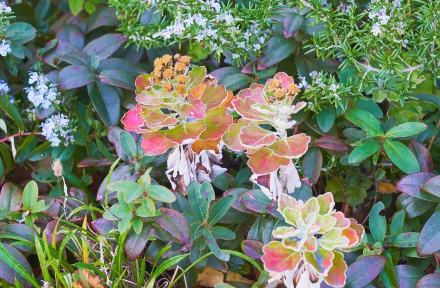 Giardino d'inverno: come coltivare le piante tropicali?