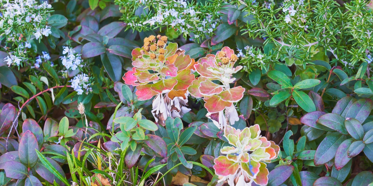 Giardino d'inverno: come coltivare le piante tropicali?