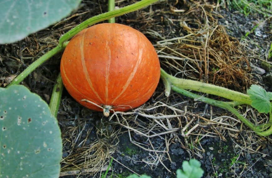 Orticoltura in autunno: 4 passi per proteggere il suolo e preparare il terreno