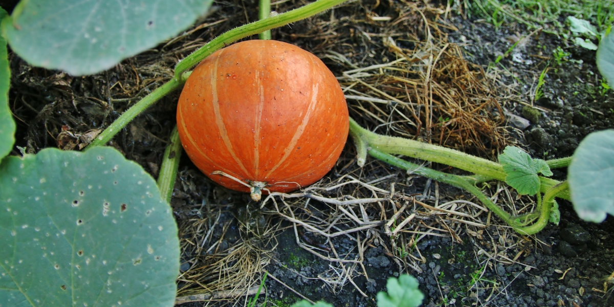 Orticoltura in autunno: 4 passi per proteggere il suolo e preparare il terreno