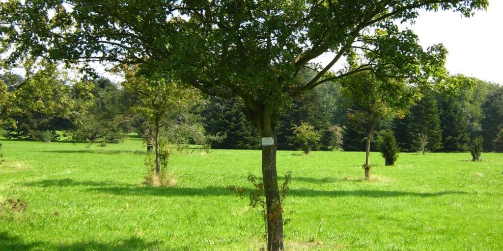 Come si eliminano i germogli ai piedi dell'albero?