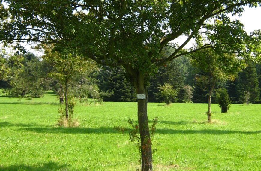 Come si eliminano i germogli ai piedi dell'albero?
