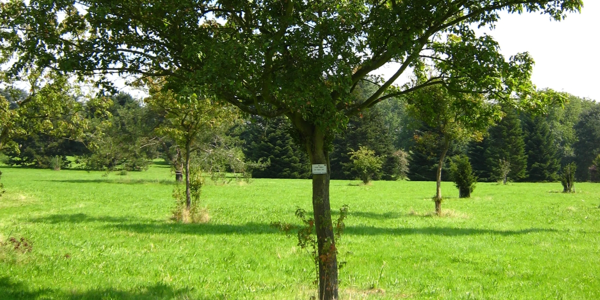 Come si eliminano i germogli ai piedi dell'albero?