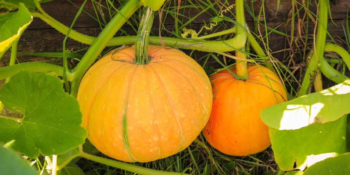 Come si raccolgono e si conservano le zucche?