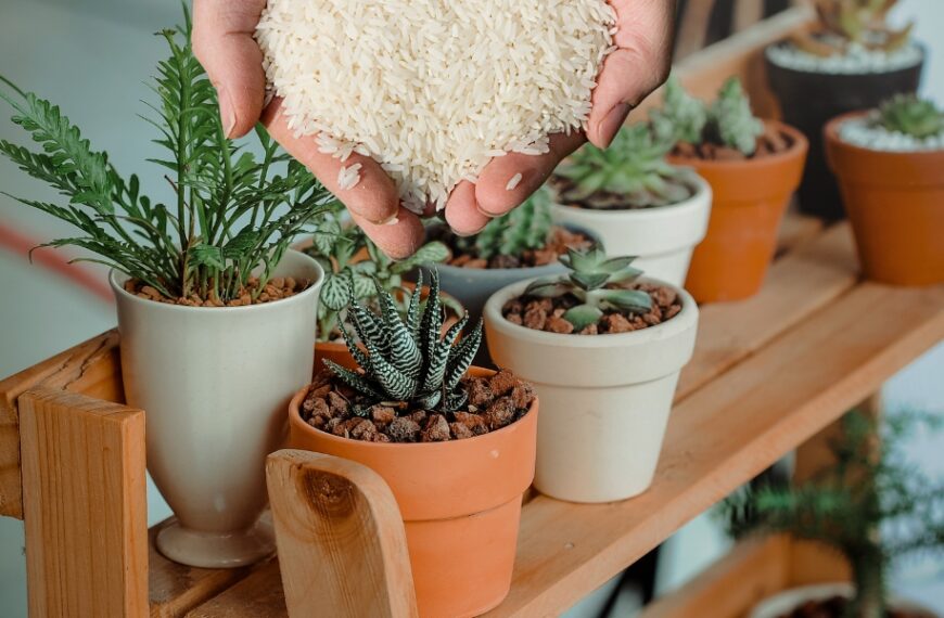 Come posso preparare un fertilizzante naturale a base di riso per aiutare le piante da interno a crescere?