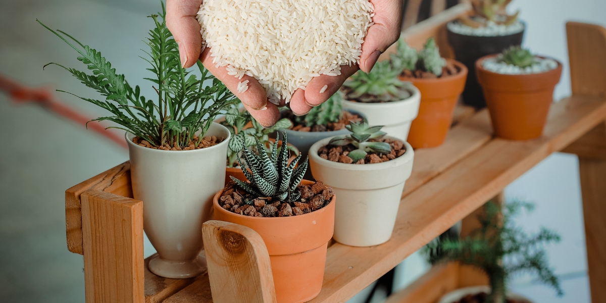Come posso preparare un fertilizzante naturale a base di riso per aiutare le piante da interno a crescere?