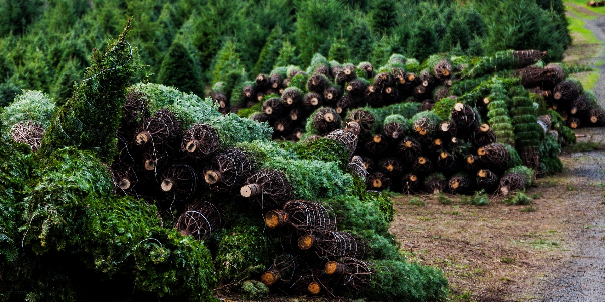 Alberi di Natale: le varietà più resistenti da scegliere per goderne fino al 2024