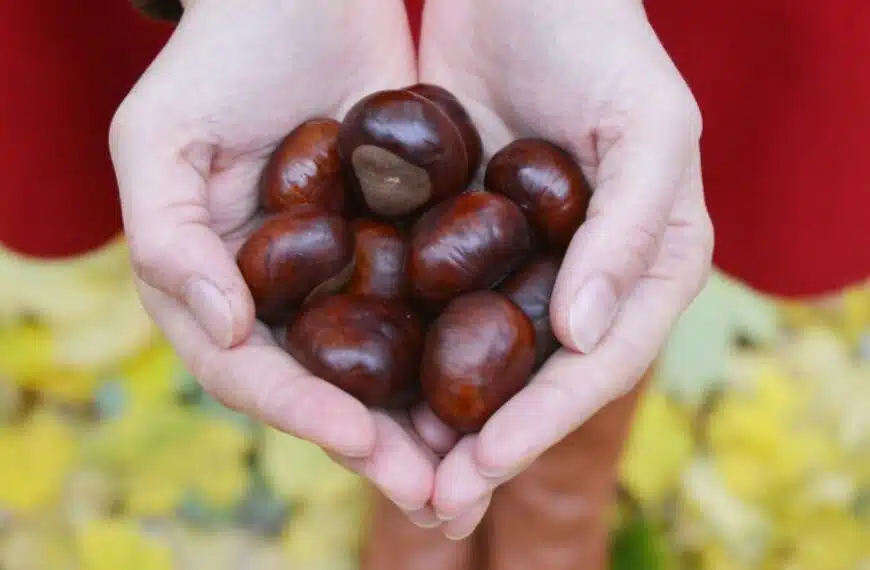 Raccolta delle castagne: come effettuarla correttamente?