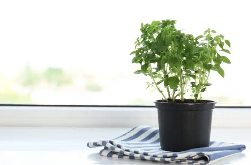 Come piantare e coltivare l’origano?
