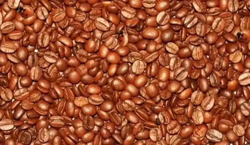 Test cerebrale di illusione ottica: Riesci a individuare le coccinelle nascoste tra questi chicchi di caffè entro 10 secondi?