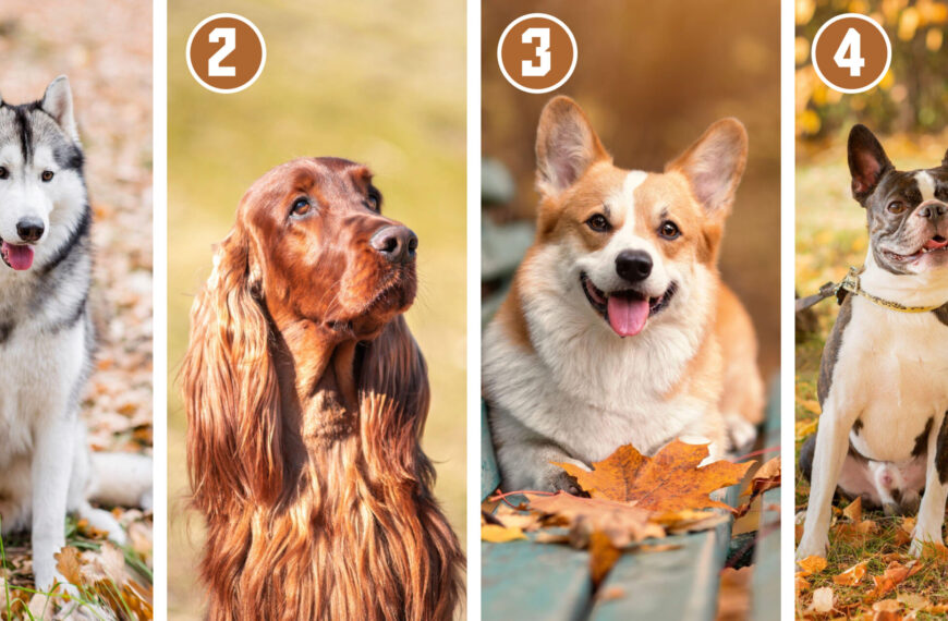 Test della personalità: rivelate un tratto del vostro comportamento scegliendo il vostro cane preferito.