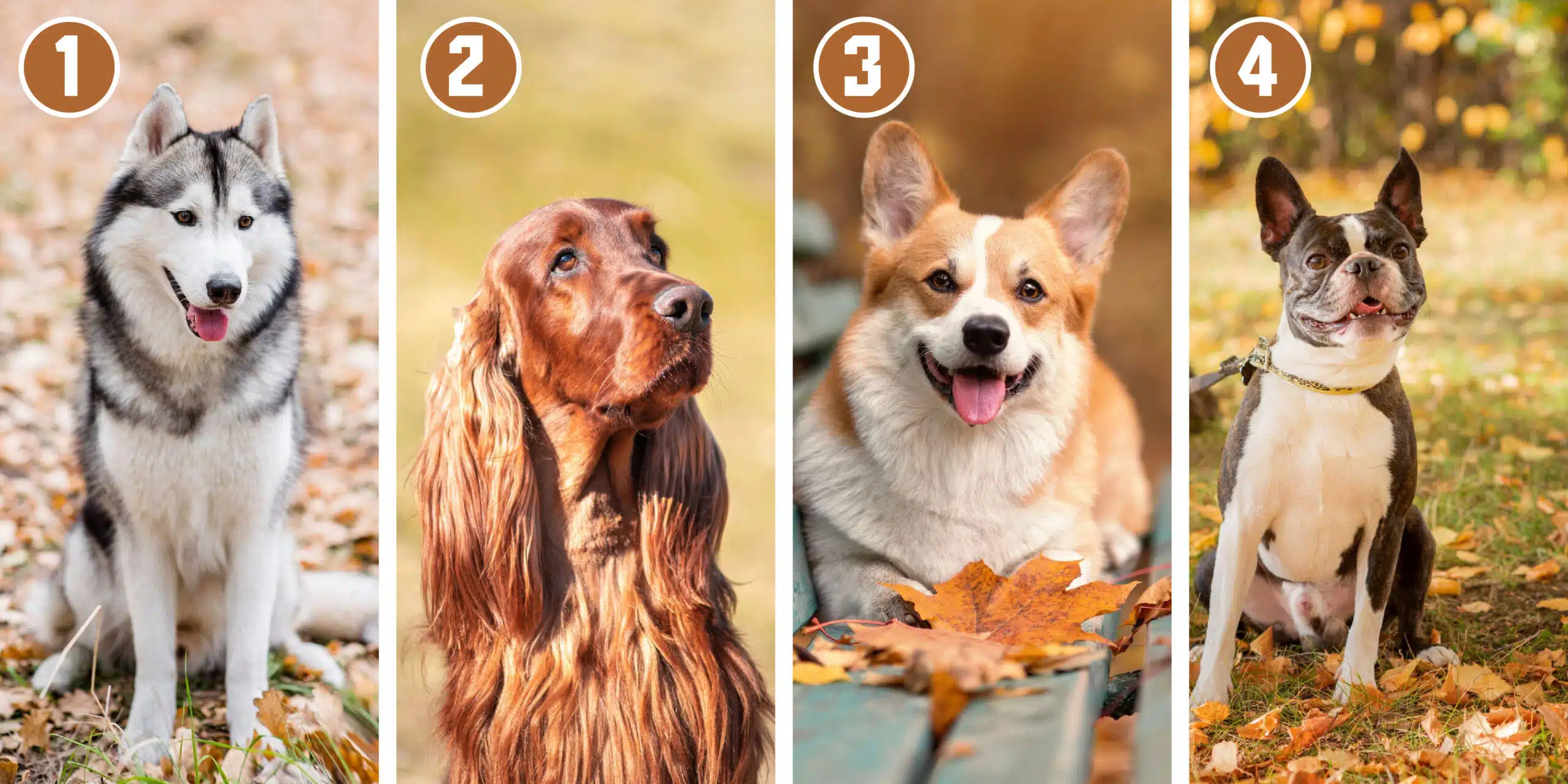 Test della personalità: rivelate un tratto del vostro comportamento scegliendo il vostro cane preferito.