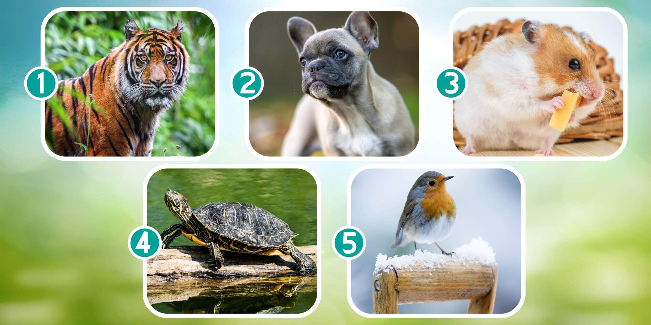 Test de personnalité : Quel animal adopteriez-vous ? Votre choix révélera votre état émotionnel