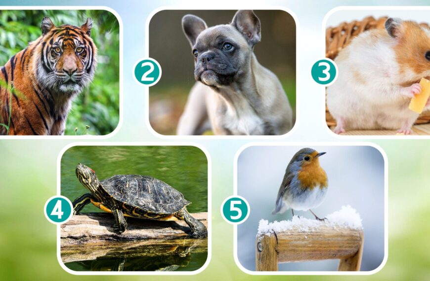 Test di personalità: quale animale adotteresti? La vostra scelta rivelerà il vostro stato emotivo