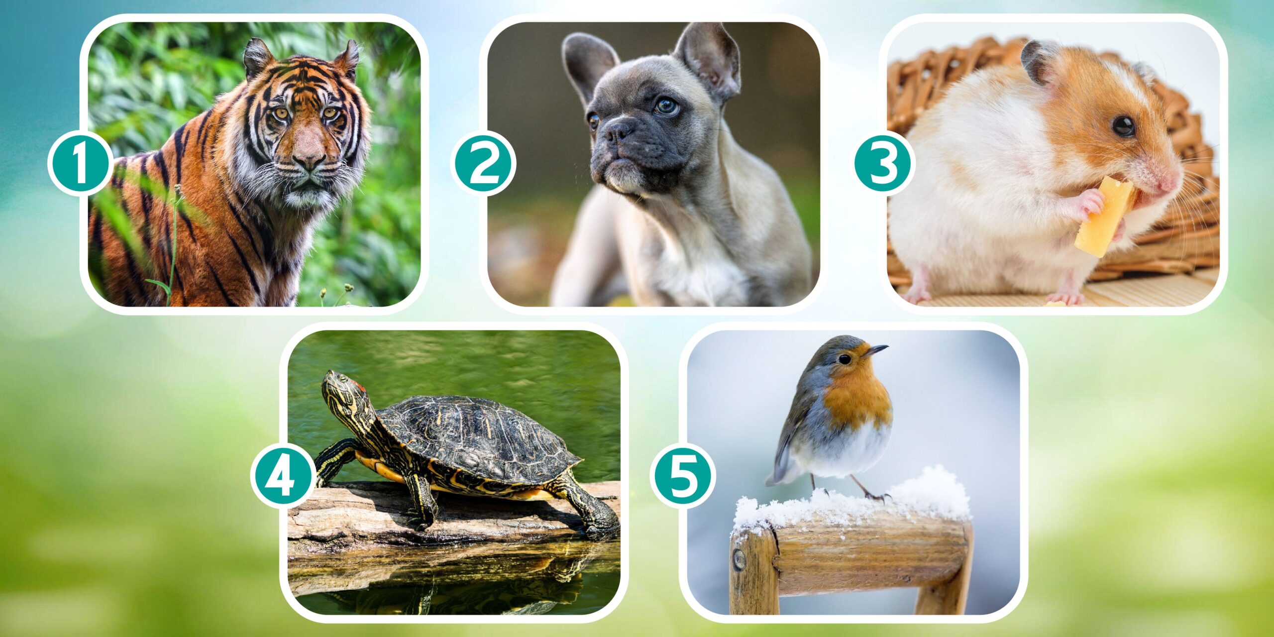 Test di personalità: quale animale adotteresti? La vostra scelta rivelerà il vostro stato emotivo