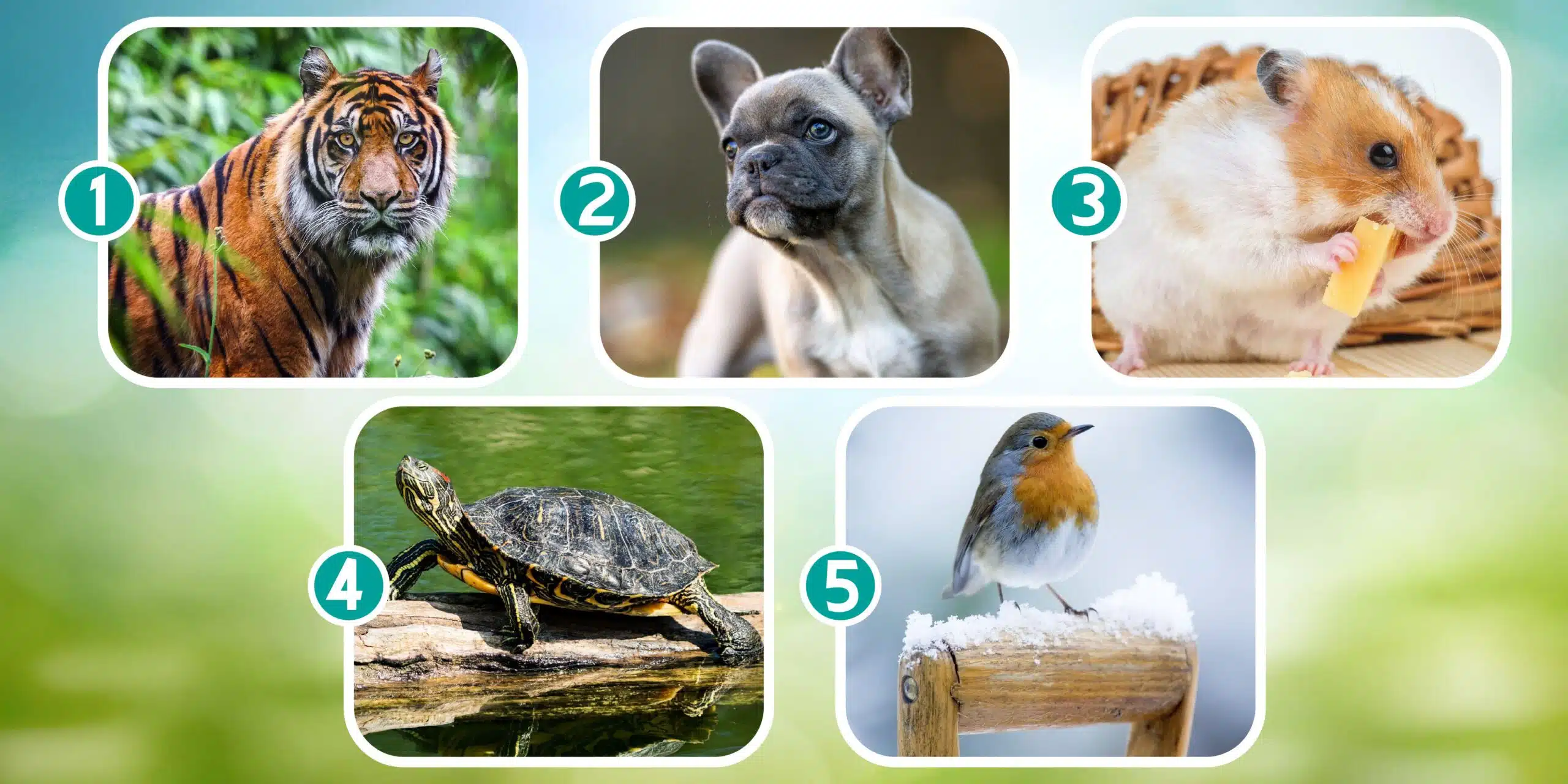 Test di personalità: quale animale adotteresti? La vostra scelta rivelerà il vostro stato emotivo