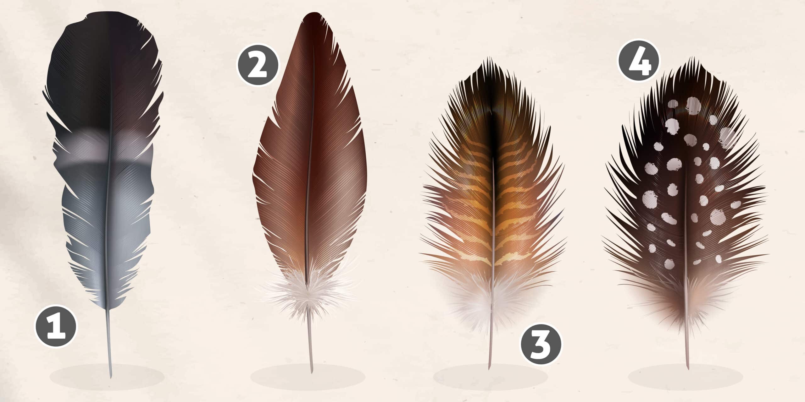 Test de personnalité : Choisissez une plume de hibou et découvrez vos qualités cachées !