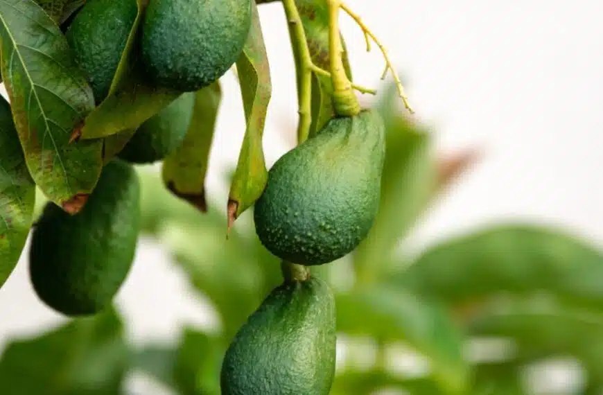 L’albero di avocado teme il gelo? Come mantenere correttamente questa pianta in inverno? 3 consigli per proteggerlo dal freddo