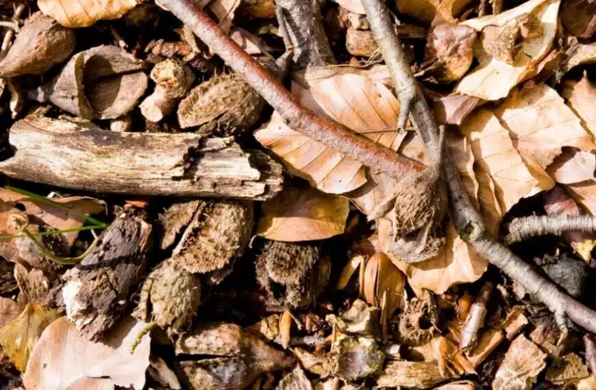 Come si prepara la lettiera forestale fermentata?