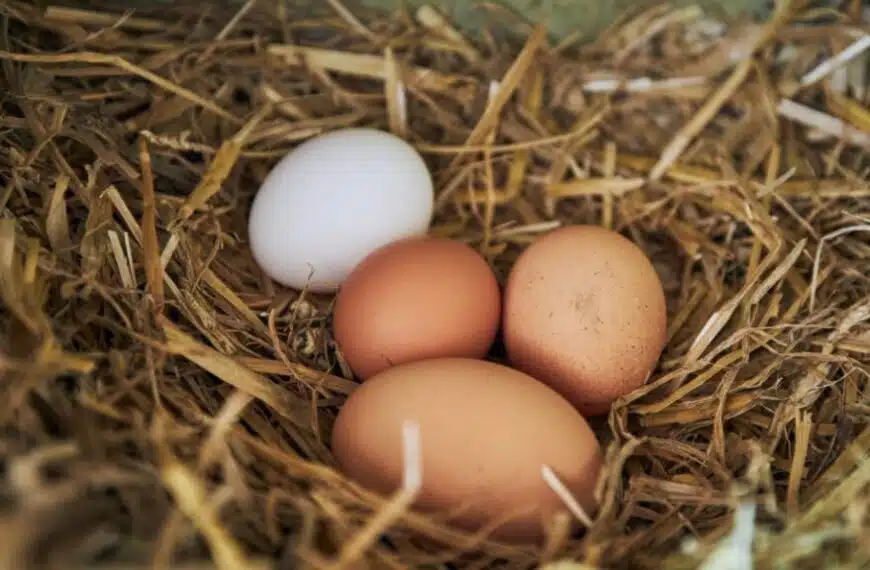 Come evitare il fango nel pollaio per allevare felici i pennuti? 4 idee fantastiche da provare