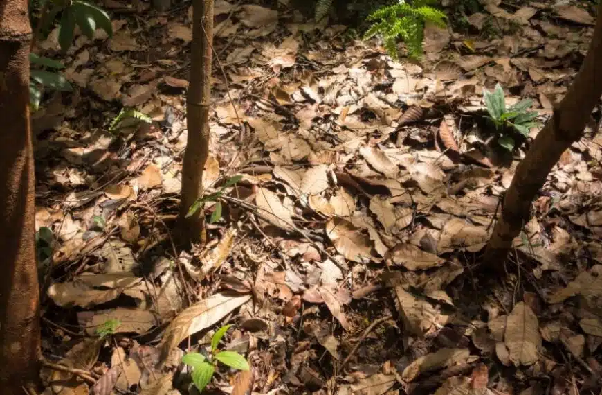 Scoprite i benefici della lettiera forestale fermentata per un giardino sano!