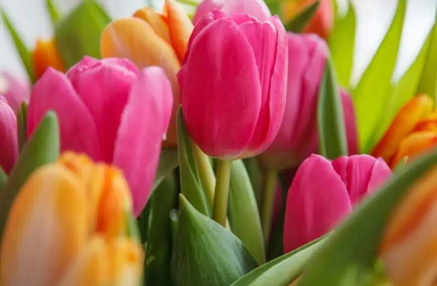 Tulipani: questa tecnica da seguire a dicembre per ottenere una fioritura eccezionale in primavera