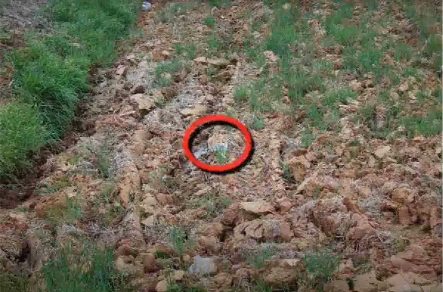 Test di osservazione: Avete gli occhi di un falco per trovare il gatto in 30 secondi. Test di osservazione: Hai gli occhi di un falco per trovare il gatto in 30 secondi.