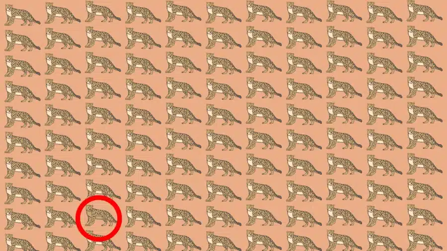 Prova di abilità di osservazione: Se hai occhi acuti, puoi individuare uno strano leopardo in 8 secondi.