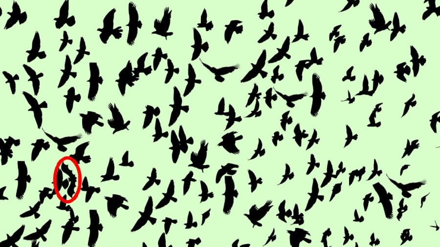 Test di capacità di osservazione: Riesci a trovare il pipistrello in 12 secondi?