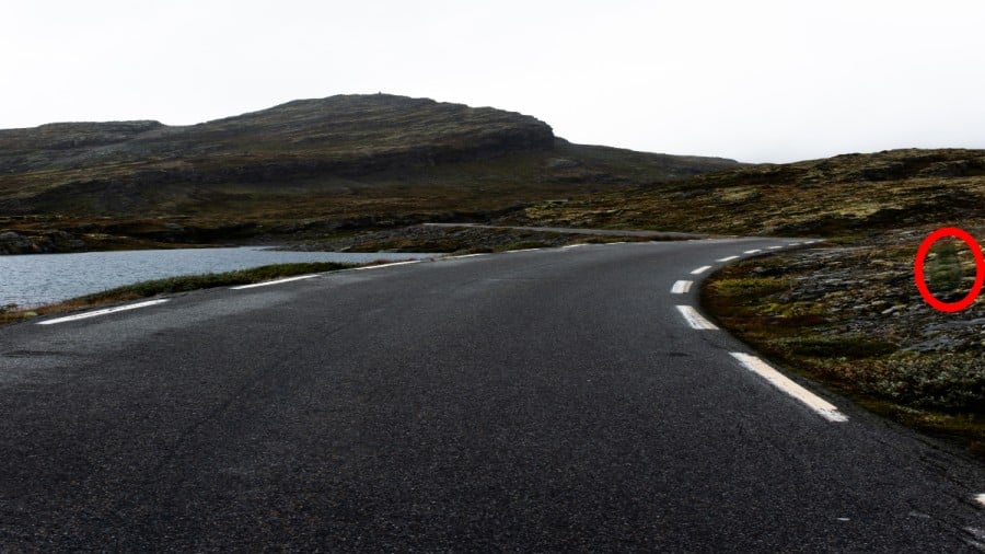 Illusione ottica: Riesci a trovare l'avocado in 12 secondi per completare la sfida?