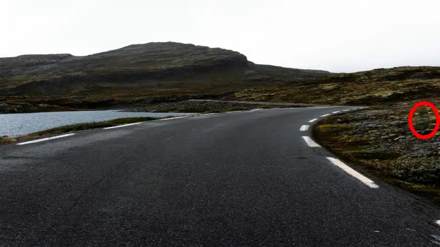 Illusione ottica: Riesci a trovare l'avocado in 12 secondi per completare la sfida?