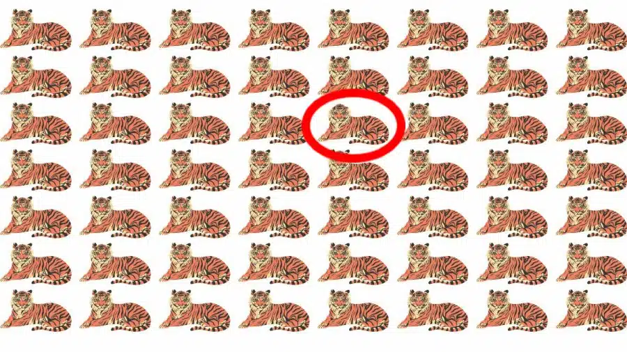 Test di capacità di osservazione: Riesci a trovare la strana tigre in 10 secondi?