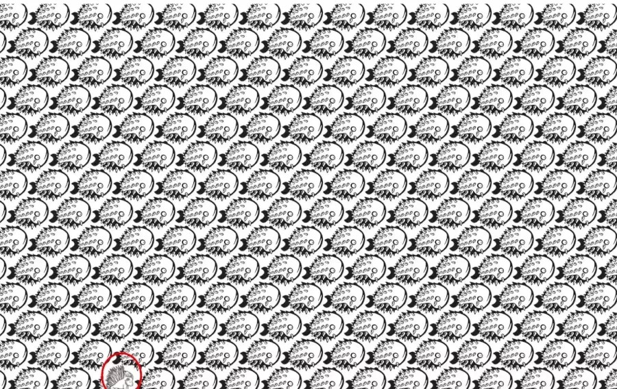 Illusione ottica: Riesci a trovare il porcospino tra i pesci in 8 secondi?