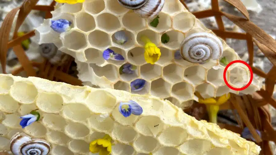 Illusione ottica: Riesci a trovare il pesce stella in 12 secondi per completare la sfida?