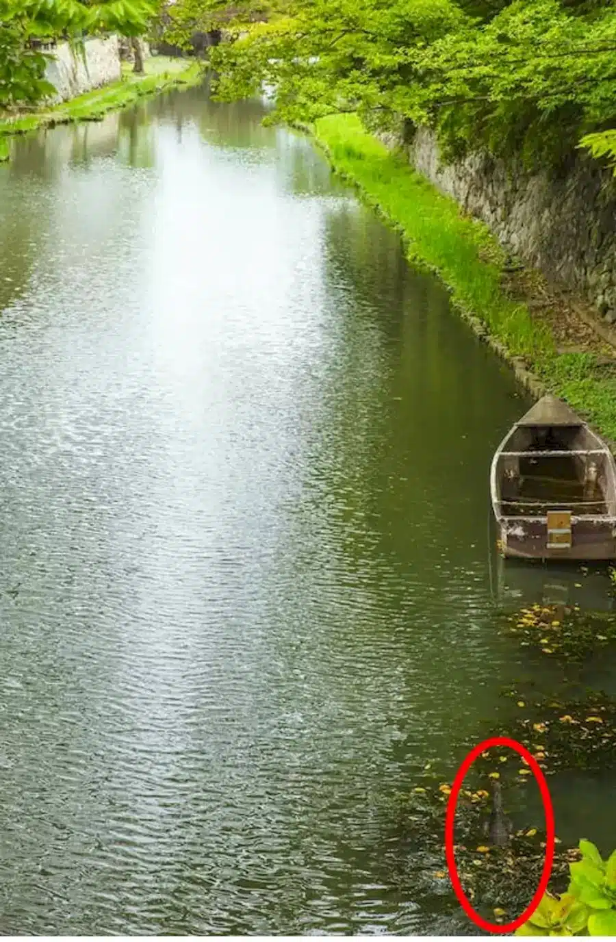 Illusione ottica della caccia al coccodrillo: Riesci a individuare il coccodrillo in questo canale in 12 secondi?