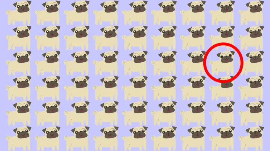 Test di osservazione: Riesci a individuare quale carlino è diverso in 10 secondi?