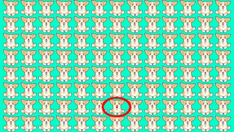 Test di osservazione: Riesci a individuare quale Corgi è diverso in 10 secondi?