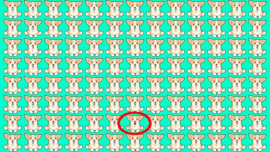 Test di osservazione: Riesci a individuare quale Corgi è diverso in 10 secondi?