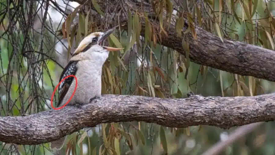 Test di visione dell'illusione ottica: se avete un occhio d'aquila, potete individuare la sanguisuga nascosta in questa illusione ottica