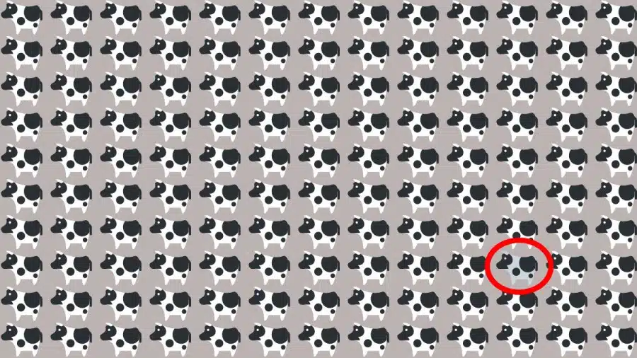 Test di capacità di osservazione: Riesci a trovare la strana mucca in 10 secondi?
