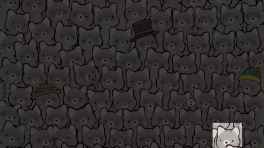 Illusione ottica: Solo un occhio d'aquila può individuare un gatto nascosto tra i procioni?
