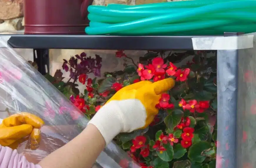 Come proteggere le piante dalla neve in inverno? 4 idee per evitare i danni da freddo e gelo