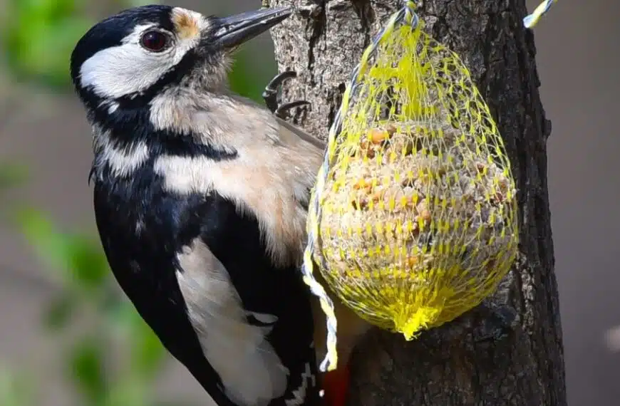 Come si preparano le palline di grasso e di semi per gli uccelli?