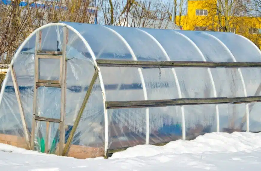 Qual è la temperatura ideale in una serra in inverno?