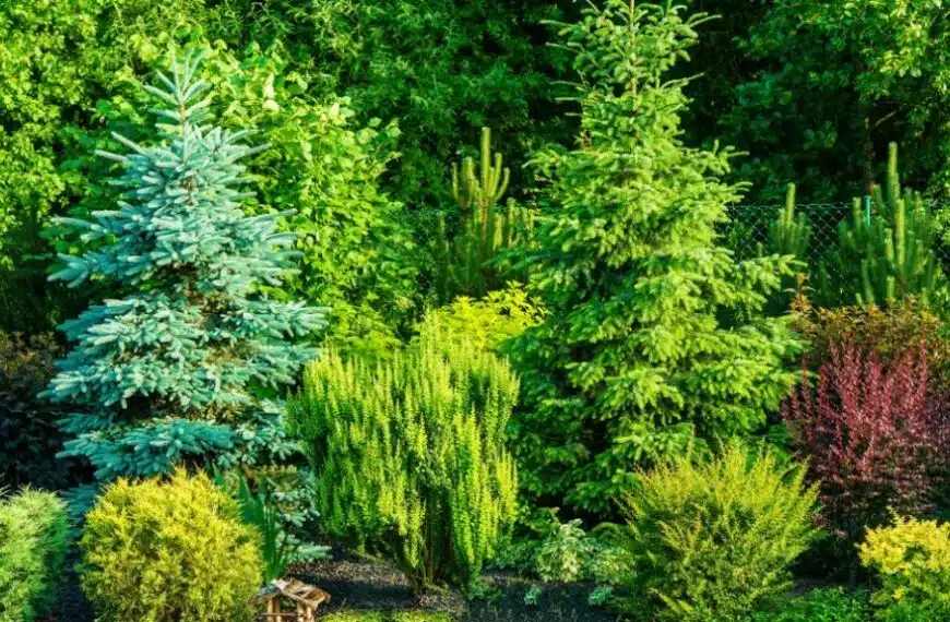 Quali alberi non dovrebbero essere potati a dicembre?