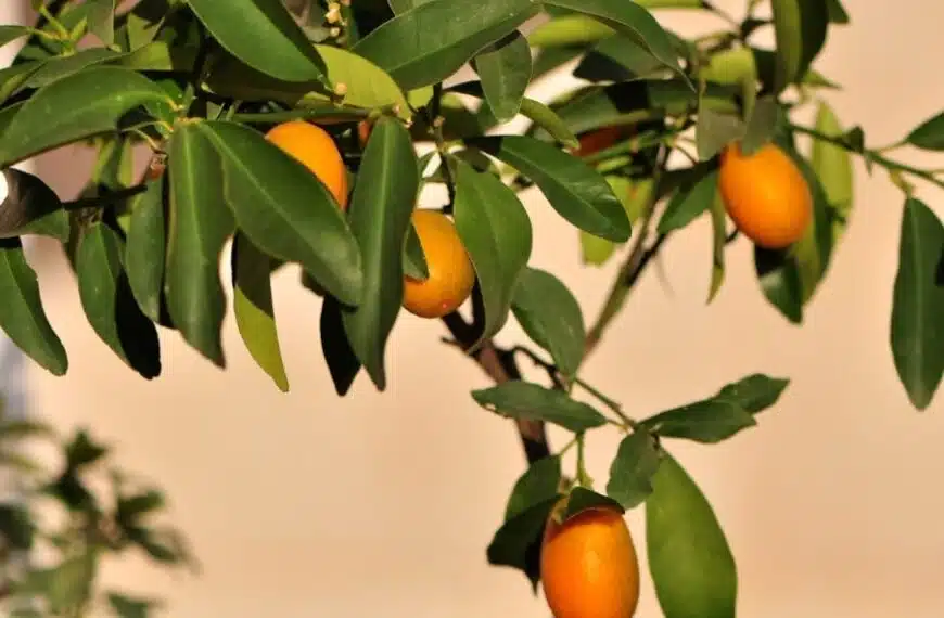 Come si coltiva un kumquat a partire dai semi di un frutto?